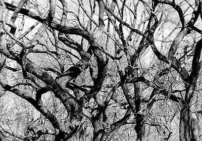 Elm Tree Tops