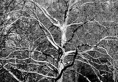 White Tree