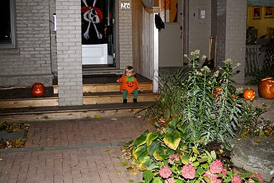 which pumpkin is it?