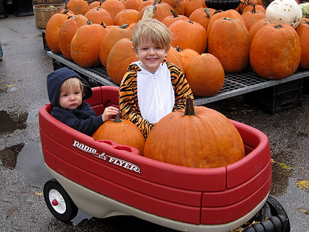 little_pumpkins little_pumpkins