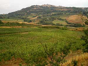 Fields of vines with the town of Montepulciano in the background